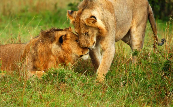 Familie wilder afrikanischer Löwen — Stockfoto