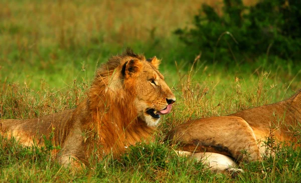 Jonge wild Afrikaanse leeuw — Stockfoto