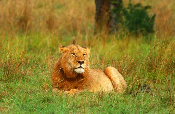 Портрет молодого африканського лева — стокове фото