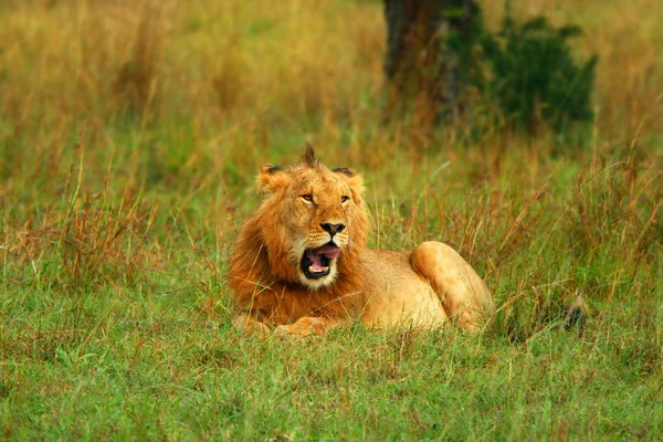 젊은 야생 아프리카 사자의 초상화 — 스톡 사진