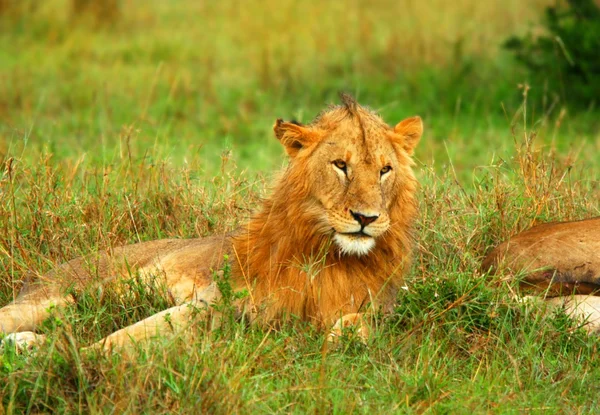Portrait of young wild african lion — Stock Photo, Image