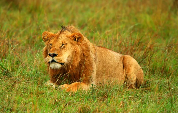 Portrait de jeune lion sauvage africain — Photo