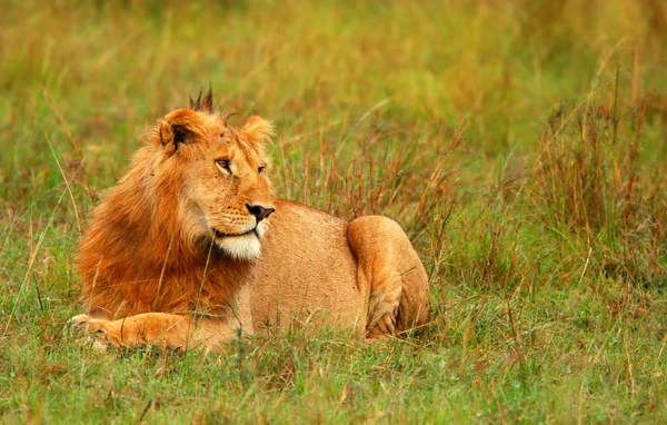 Portré, fiatal, vad afrikai oroszlán — Stock Fotó