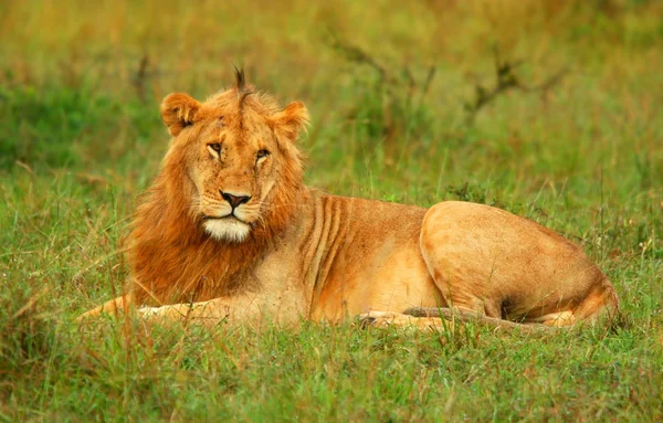 Ritratto di giovane leone africano selvatico — Foto Stock