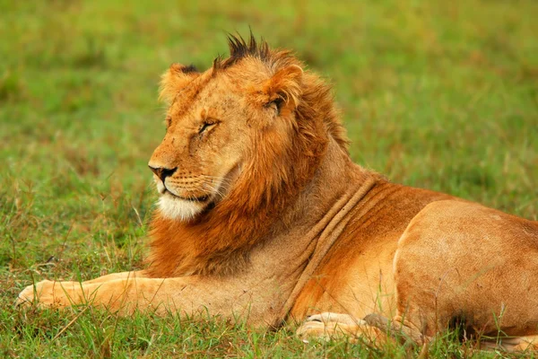 Молодий дикий африканський лев — стокове фото