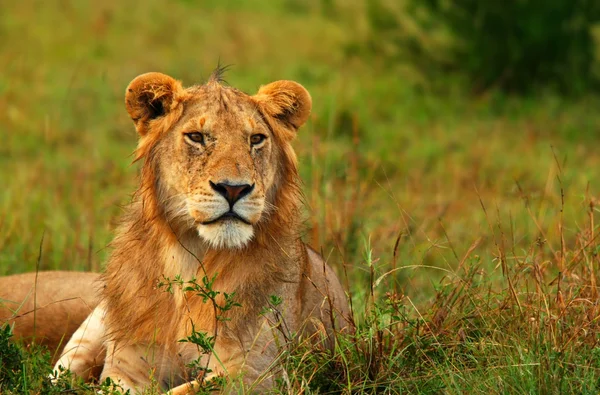 젊은 야생 아프리카 사자의 초상화 — 스톡 사진