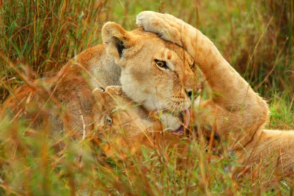 Jonge wilde Afrikaanse leeuwen spelen — Stockfoto
