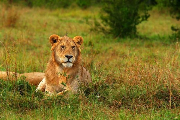 Unga vilda afrikanska lejon — Stockfoto