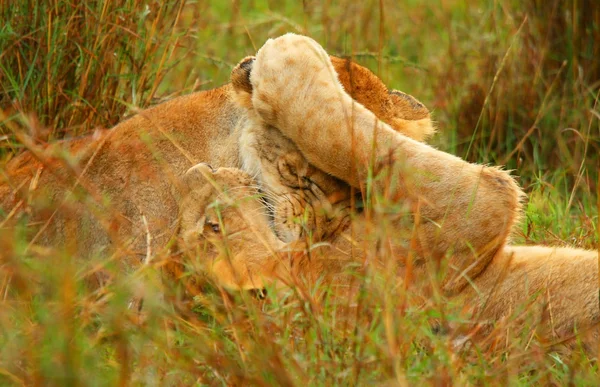 Jovens leões africanos selvagens brincando — Fotografia de Stock