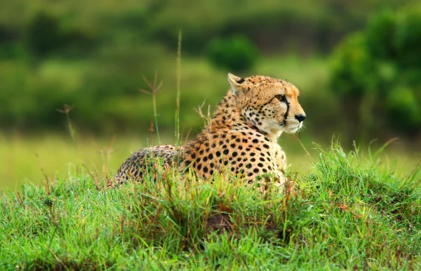 Wild african cheetah — Stock Photo, Image