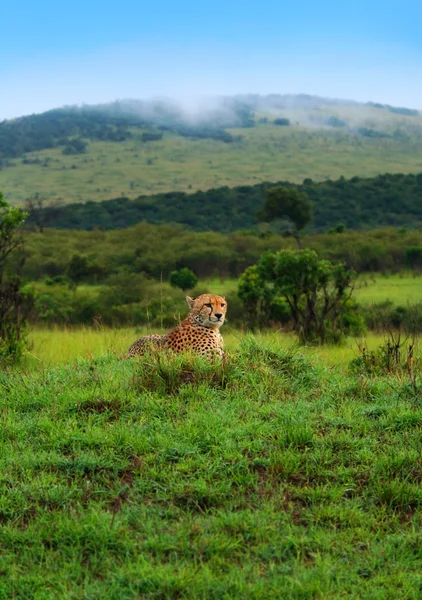 Wild Afrikaanse cheetah — Stockfoto