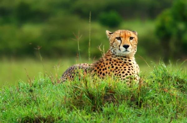 Guepardo salvaje africano — Foto de Stock