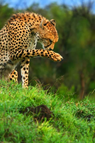 Wild african cheetah — Stock Photo, Image