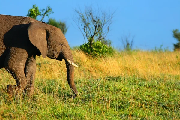 Vahşi Afrika Fili — Stok fotoğraf