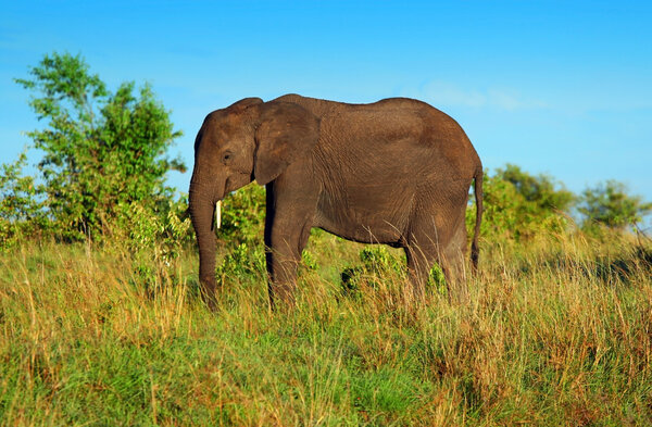 African Elephant in the wild. Africa. Kenya. Masai Mara