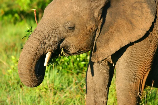 Liten baby elefant i naturen — Stockfoto