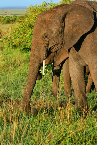 야생의 아프리카코끼리 — 스톡 사진