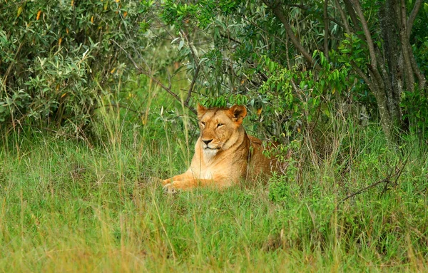 Vahşi Afrika aslan — Stok fotoğraf