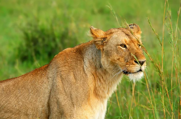 Дикі африканські левиця — стокове фото