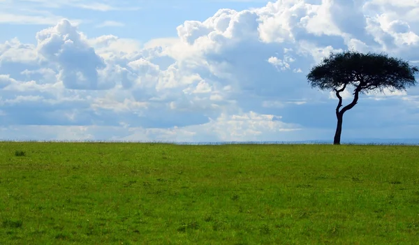 Ciudad de ríoéén boom op het veld — Stockfoto