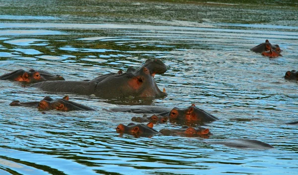 Hippos in the lake — Stock Photo, Image