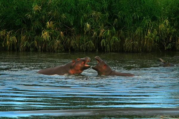 Luta de dois hipopótamos — Fotografia de Stock