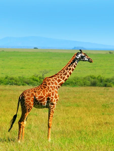 Jirafa salvaje africana —  Fotos de Stock