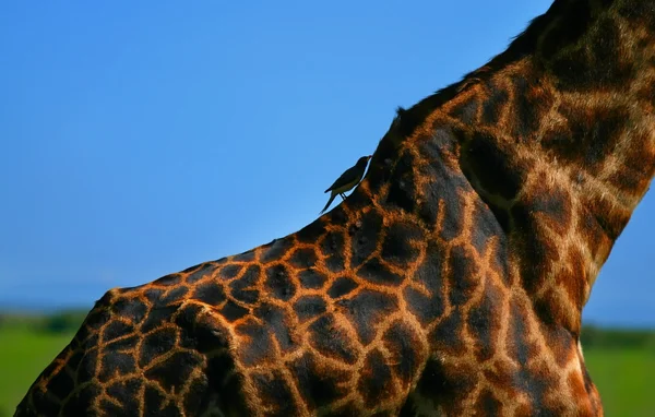Close-up na pele da girafa — Fotografia de Stock