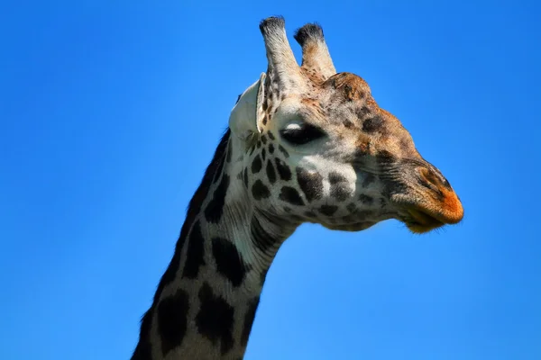 Porträtt av giraff — Stockfoto