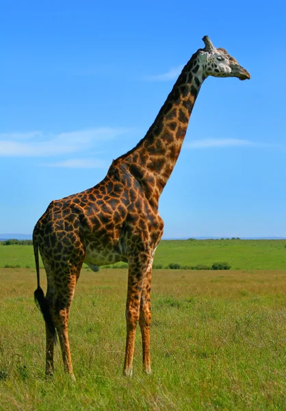 Divoká Africká žirafa — Stock fotografie