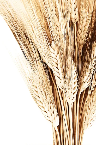Ramo de trigo —  Fotos de Stock