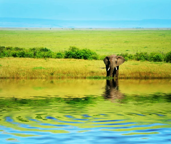 Elefante africano na natureza — Fotografia de Stock