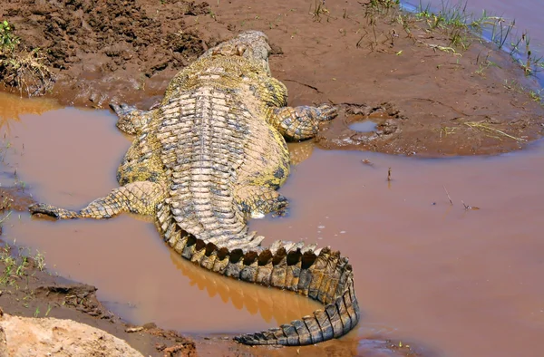 Gigantyczny krokodyl — Zdjęcie stockowe