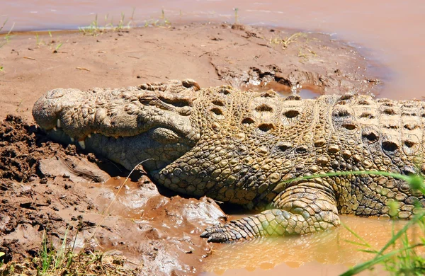 Reuze krokodillen — Stockfoto