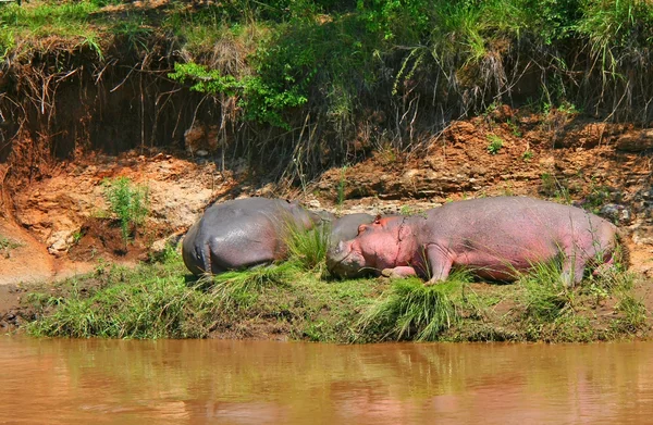 Hipopótamos adormecidos — Fotografia de Stock