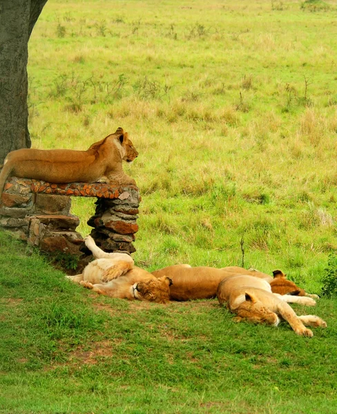 Спящие львы — стоковое фото
