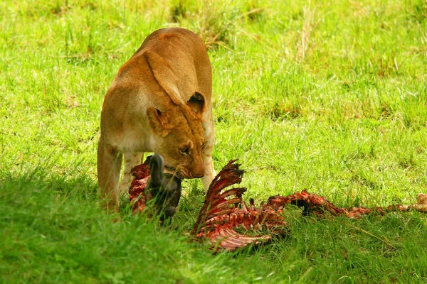 Lionne africaine sauvage mangeant des gnous — Photo