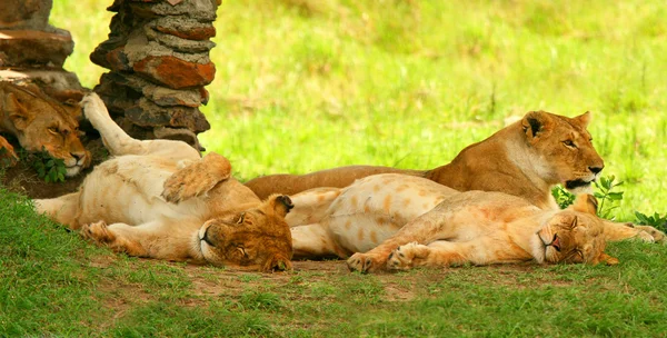Grupp av vilda lejon — Stockfoto
