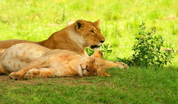 stock image Sleeping lions