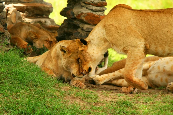Familia de leones africanos salvajes — Foto de Stock