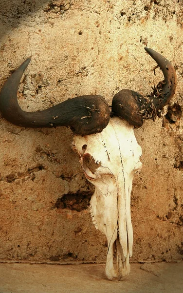 stock image Wildebeest skull