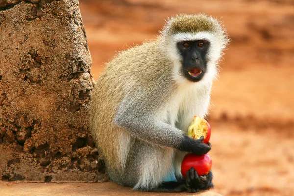 Ritratto di scimmia selvatica affamata — Foto Stock