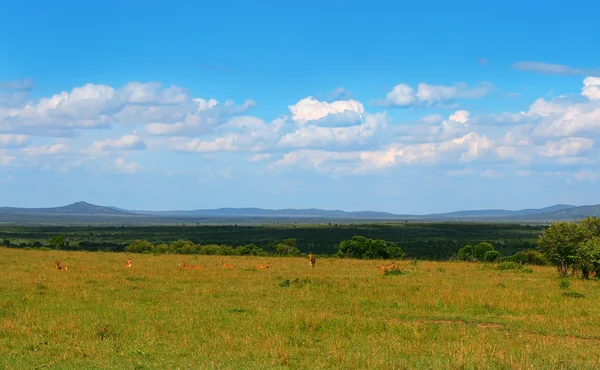 Bela paisagem africana — Fotografia de Stock