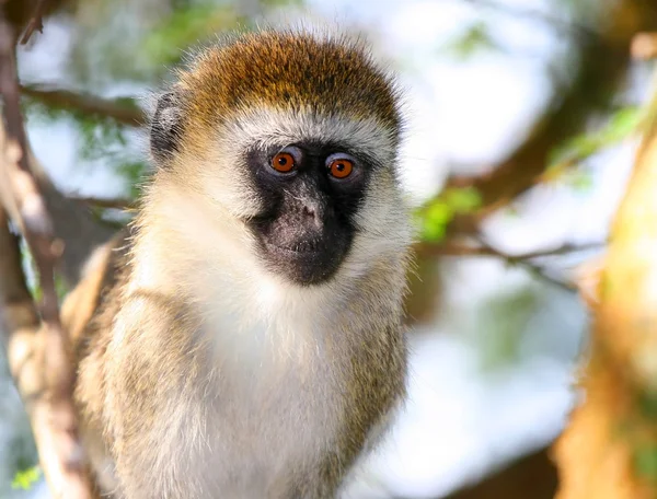Portrait of monkey in the wild — Stock Photo, Image