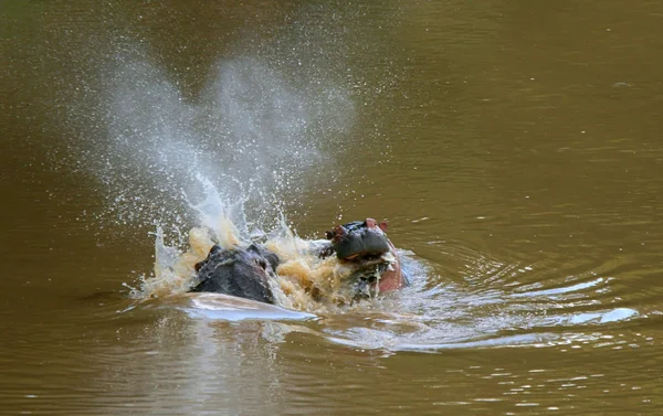 Twee nijlpaarden strijd — Stockfoto