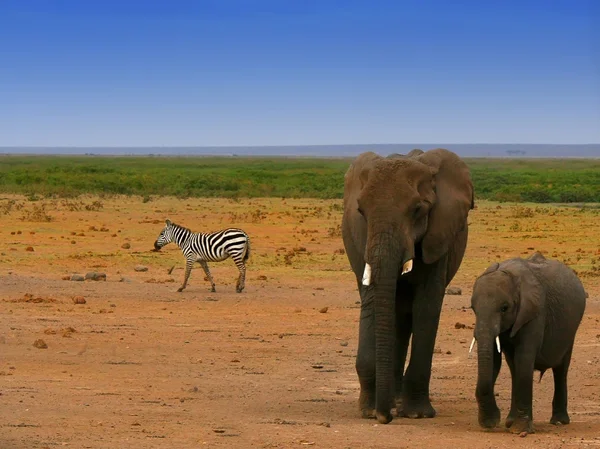 Elephants in the wild — Stock Photo, Image