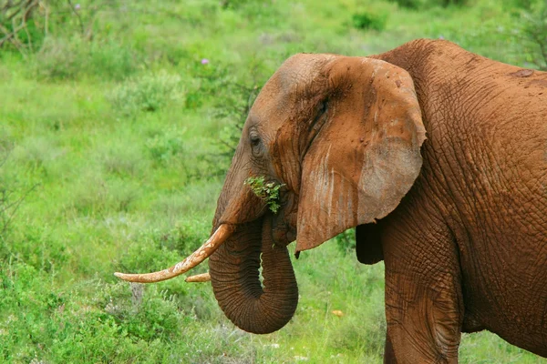 stock image Elephant in the wild