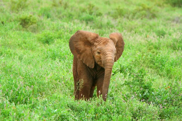 Μωρό ελέφαντας στην άγρια φύση — Φωτογραφία Αρχείου