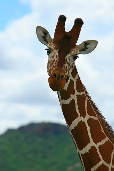 Giraff i det vilda — Stockfoto