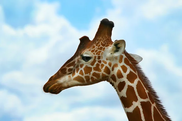 Giraffe in freier Wildbahn — Stockfoto